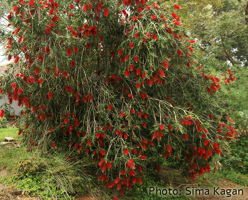 Callistemon viminalis