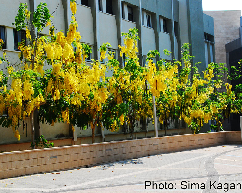 Cassia fistula