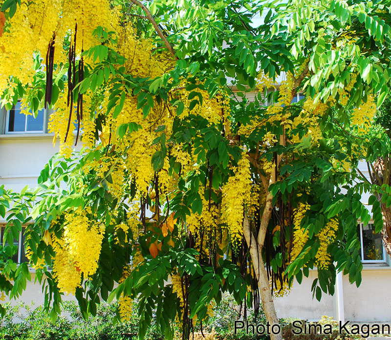 Cassia fistula