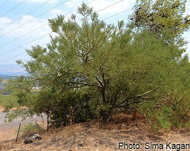 Cercidium floridum