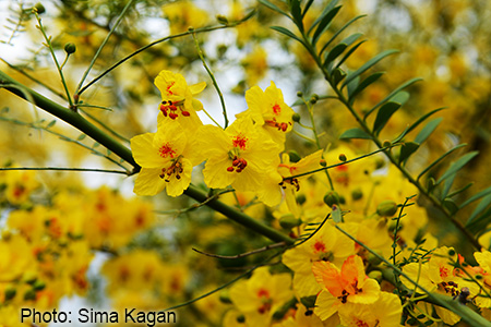 Cercidium floridum