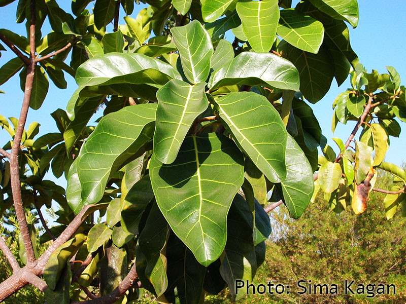 Ficus lutea