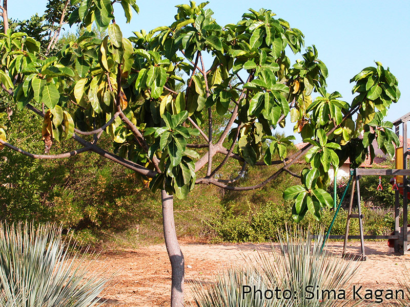 Ficus lutea