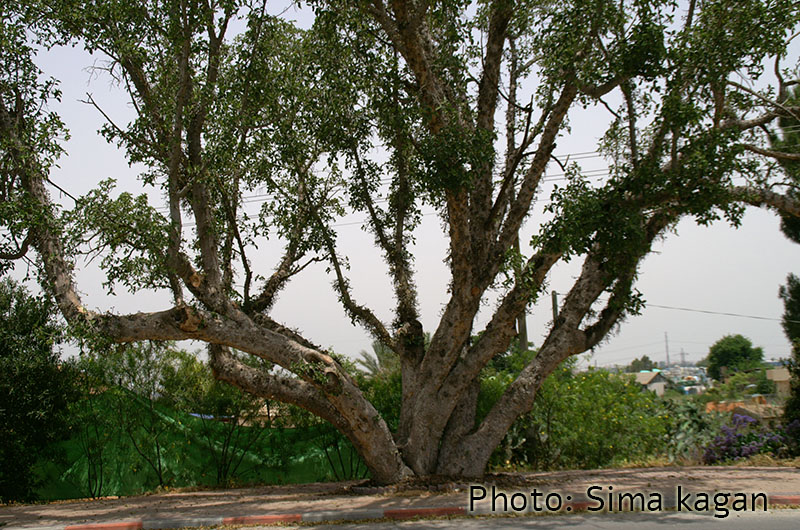 Ficus lutea