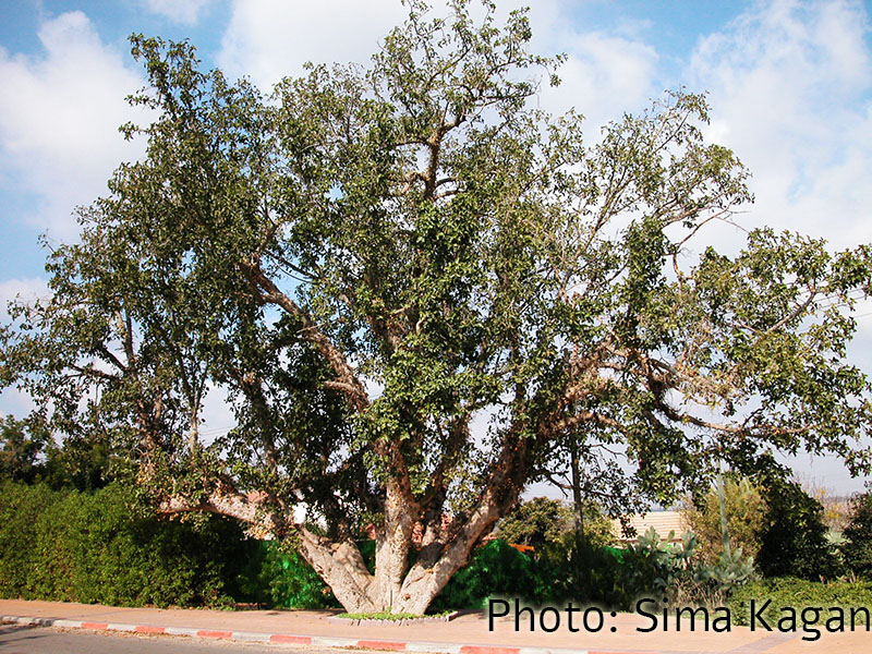 Ficus lutea