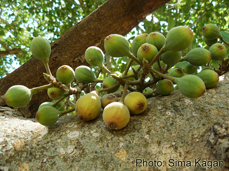 Ficus lutea