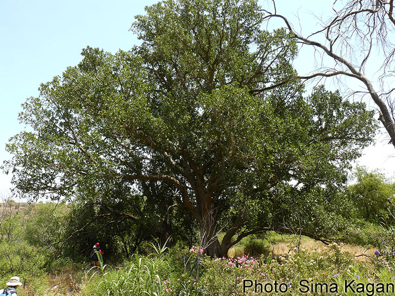 Ficus lutea