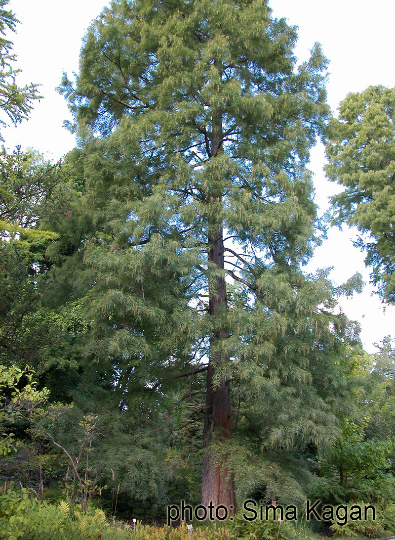 טכסודיון דו-טורי Taxodium distichum