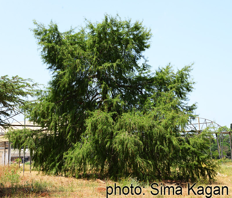 טכסודיון דו-טורי Taxodium distichum