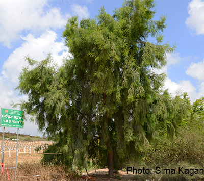 Taxodium macron